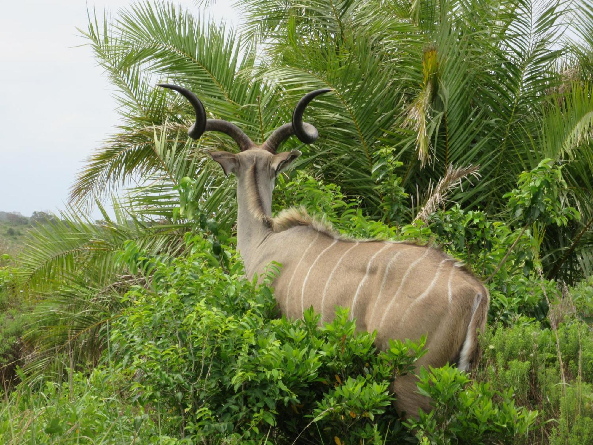 Manzini Chalet No 34 Saint Lucia Estuary 外观 照片